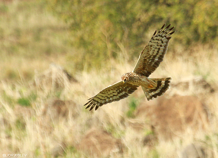 Hen Harrier Circus cyaneus ,wadi Samak,Golan heights , .December 2012. Lior Kislev